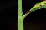 Twisted sedge